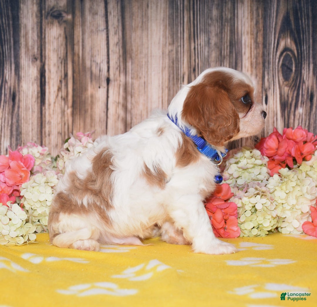 Cavalier King Charles Spaniel dogs for sale: Nash - Ad 3