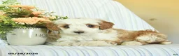 Mini Goldendoodle dogs for sale: Iris  - Ad 3
