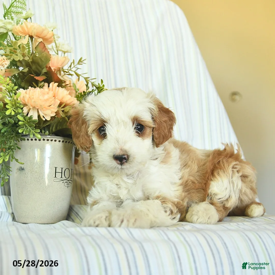 Mini Goldendoodle dogs for sale: Iris  - Ad 3