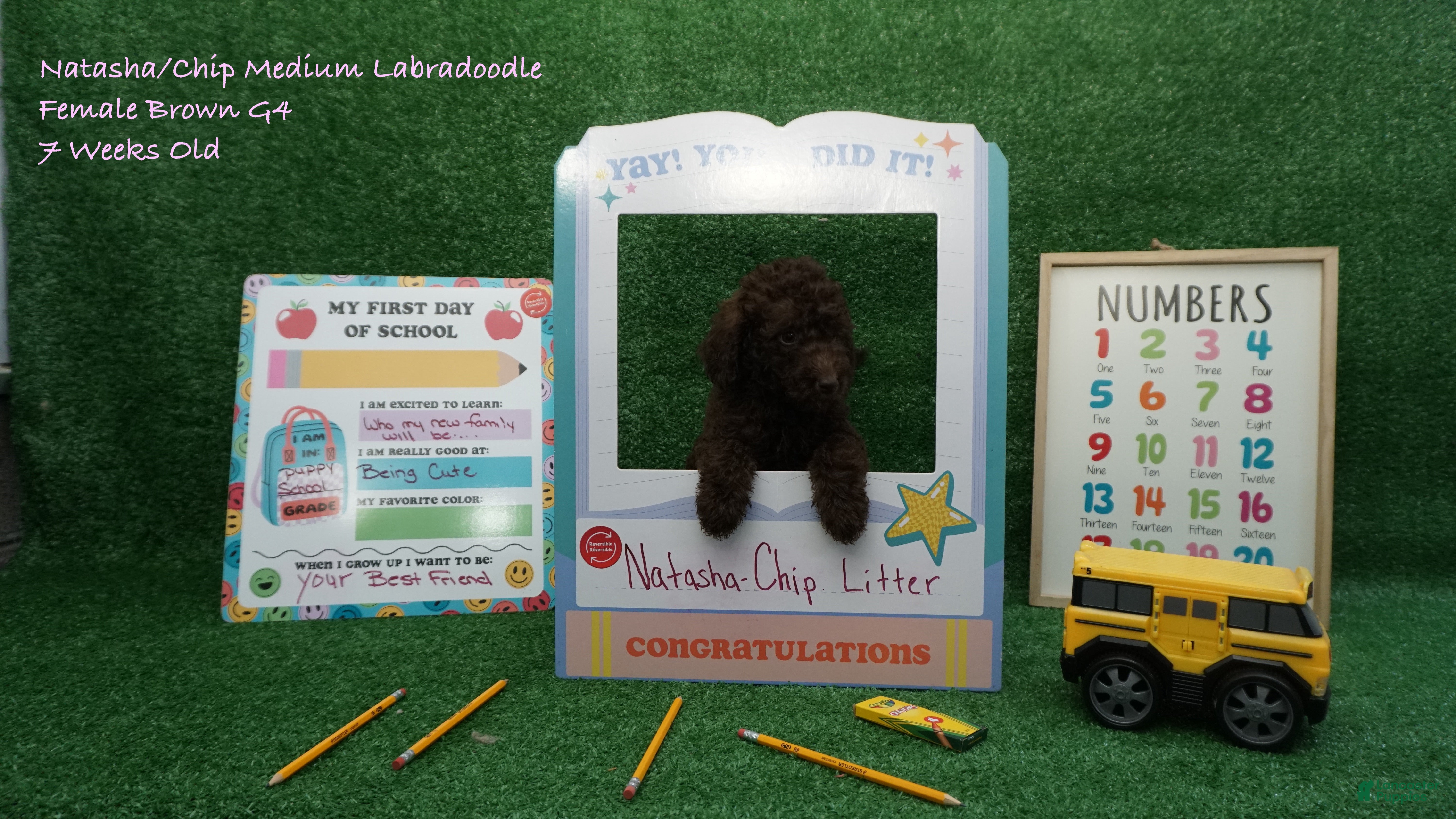 Labradoodle dogs NC G4 Brown - Ad 1