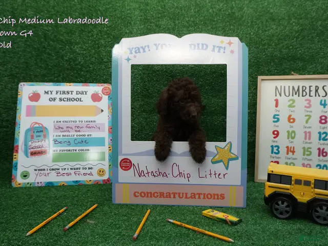 Labradoodle dogs for sale: NC G4 Brown - Ad 1