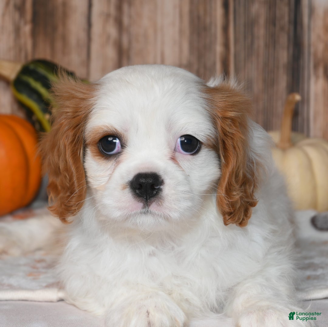 Cavalier King Charles Spaniel dogs for sale: Gizmo  - Ad 2