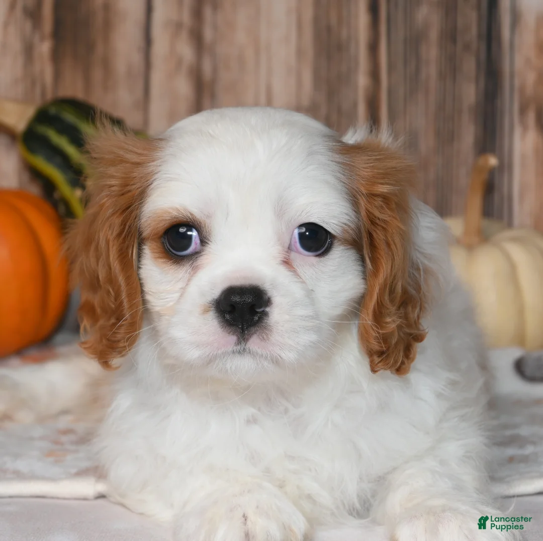 Cavalier King Charles Spaniel dogs for sale: Gizmo  - Ad 2