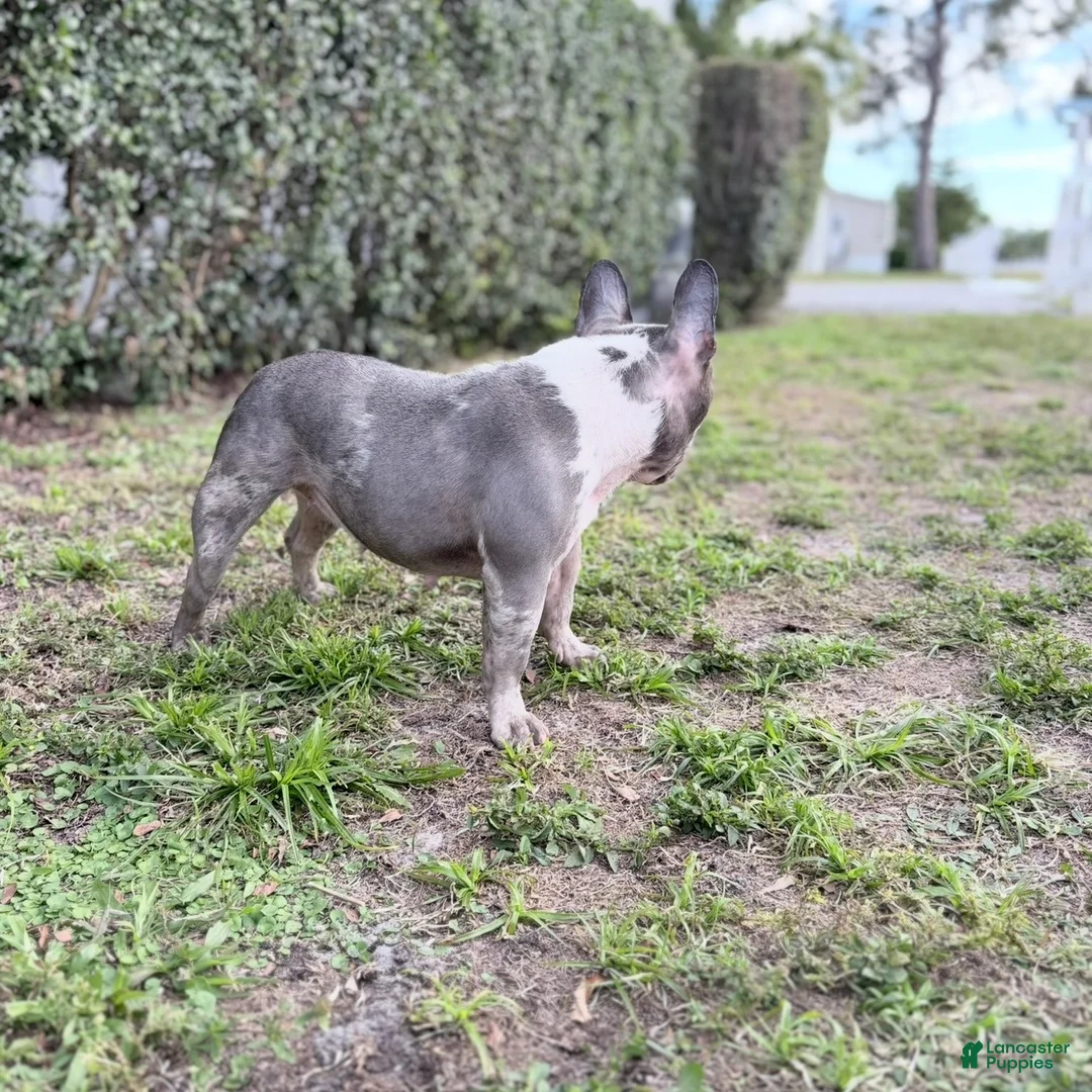 French Bulldog dogs for sale: Stormy - Ad 6