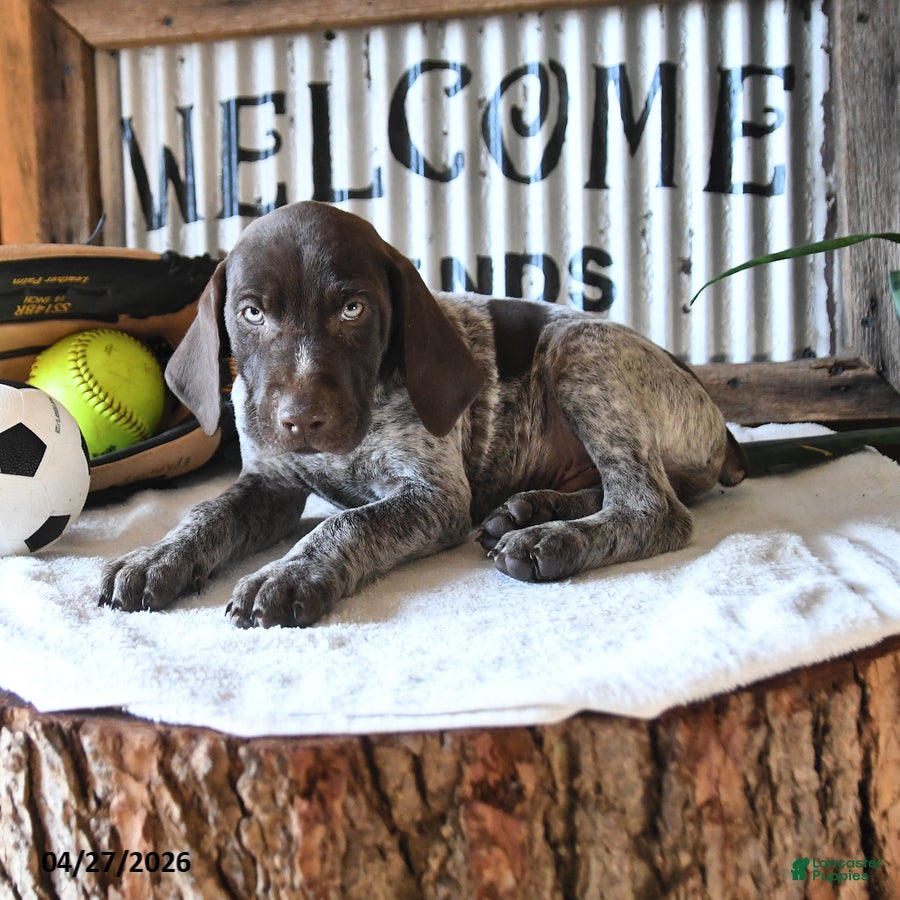 German Shorthaired Pointer dogs Brody - Ad 1