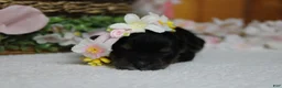 Yorkiepoo dogs for sale: Darling  - Ad 8