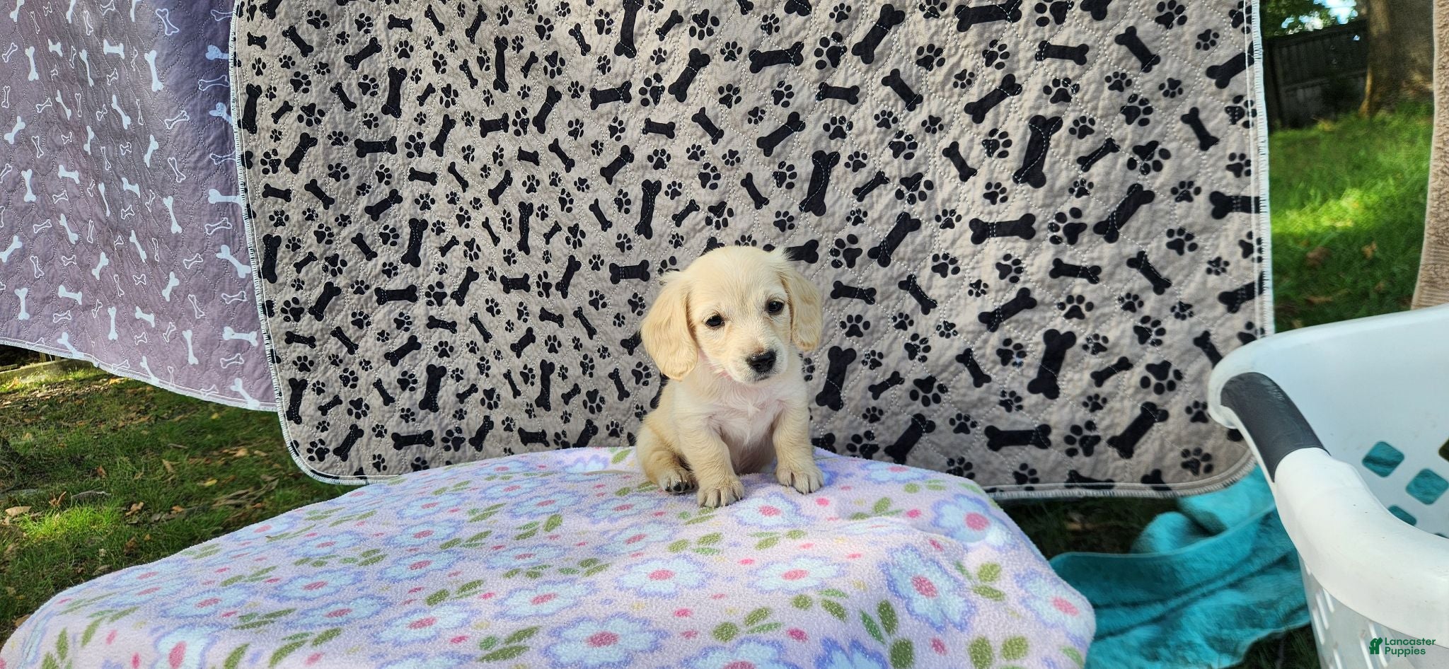 Miniature Dachshund dogs Bubbles - Ad 2