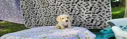 Miniature Dachshund dogs for sale: Bubbles - Ad 2