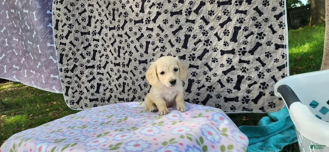 Miniature Dachshund dogs for sale: Bubbles - Ad 2