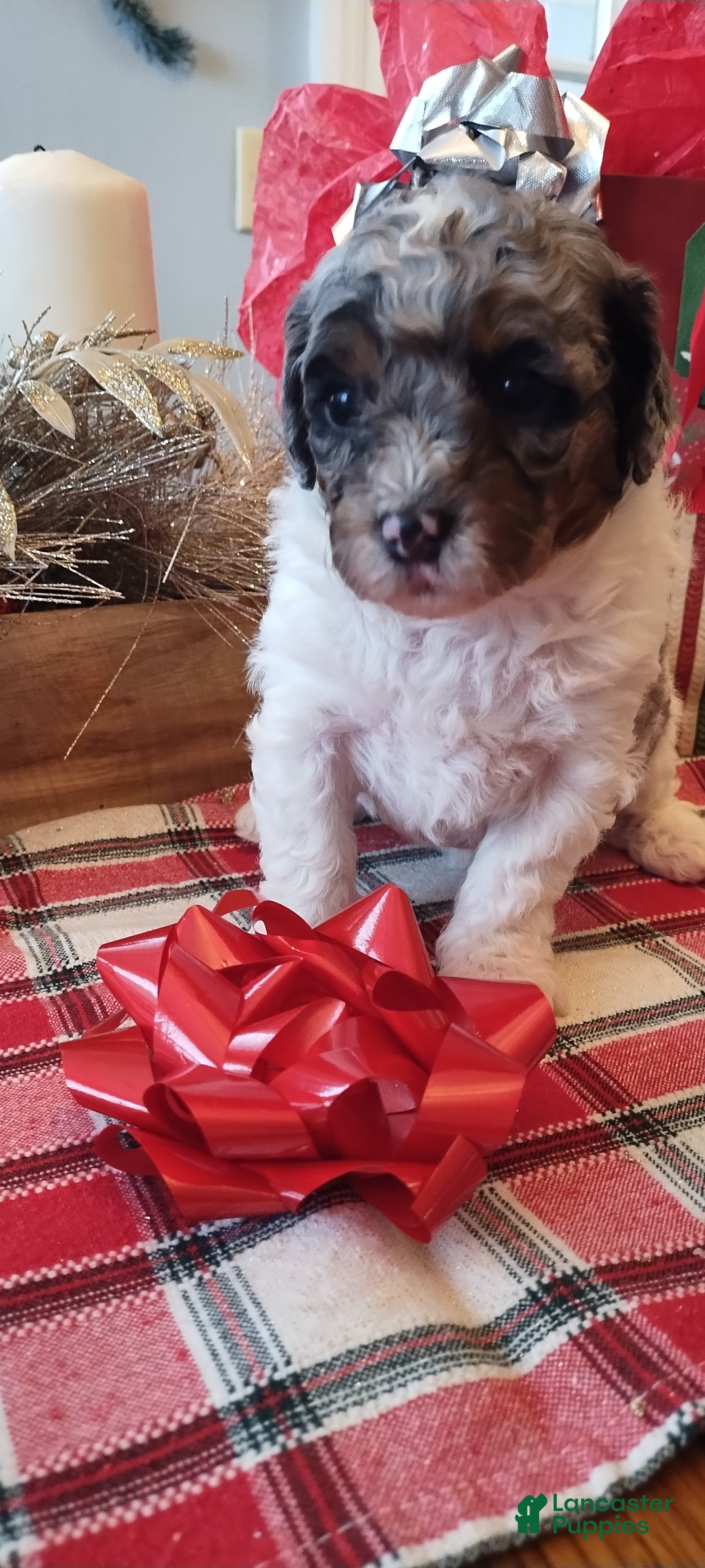 Mixed Breed dogs Bella  - Ad 12