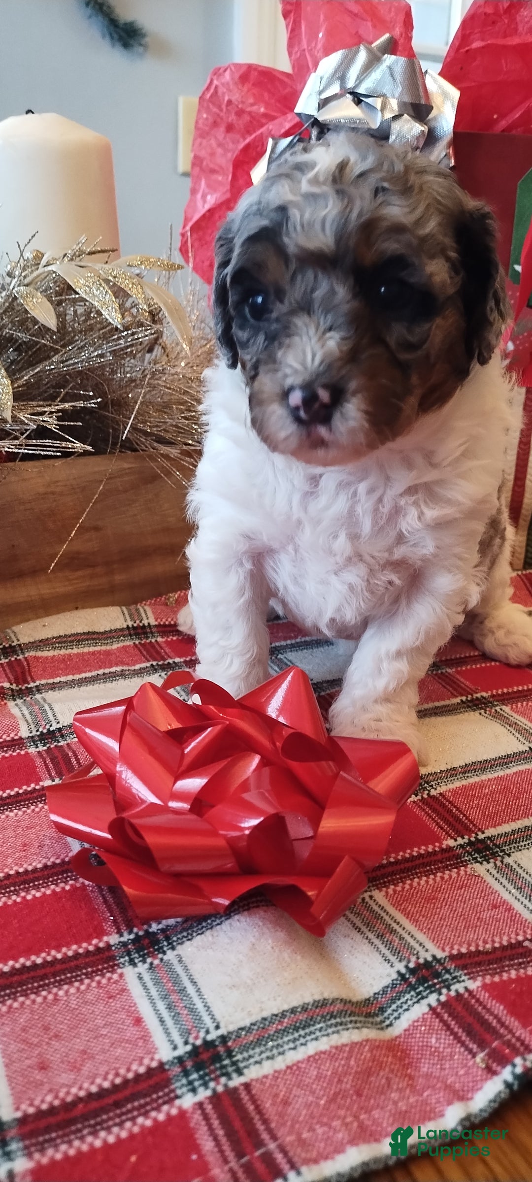 Mixed Breed dogs for sale: Bella  - Ad 1