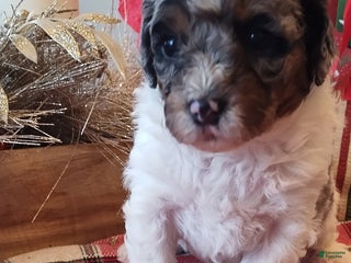 Mixed Breed dogs Bella - Ad 5