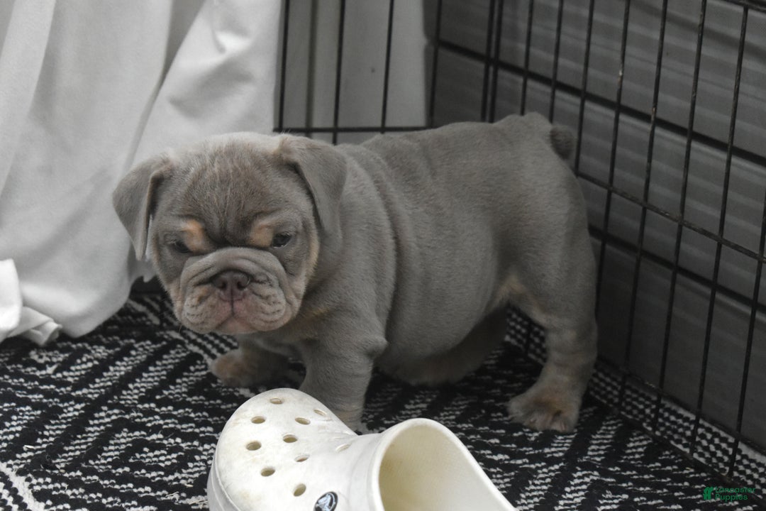 English Bulldog dogs for sale: August - Ad 5