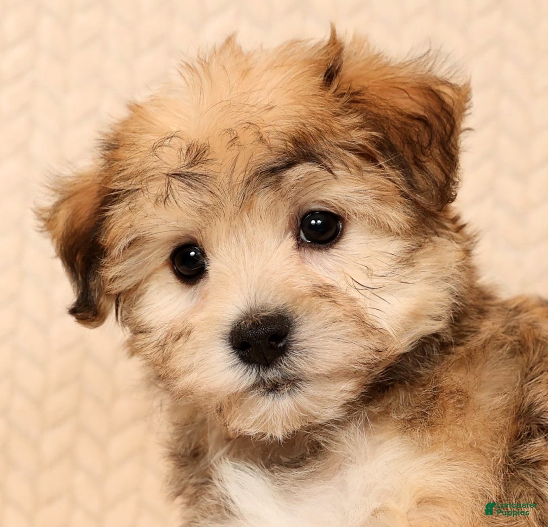 Yochon dogs for sale: Daisy - Ad 9