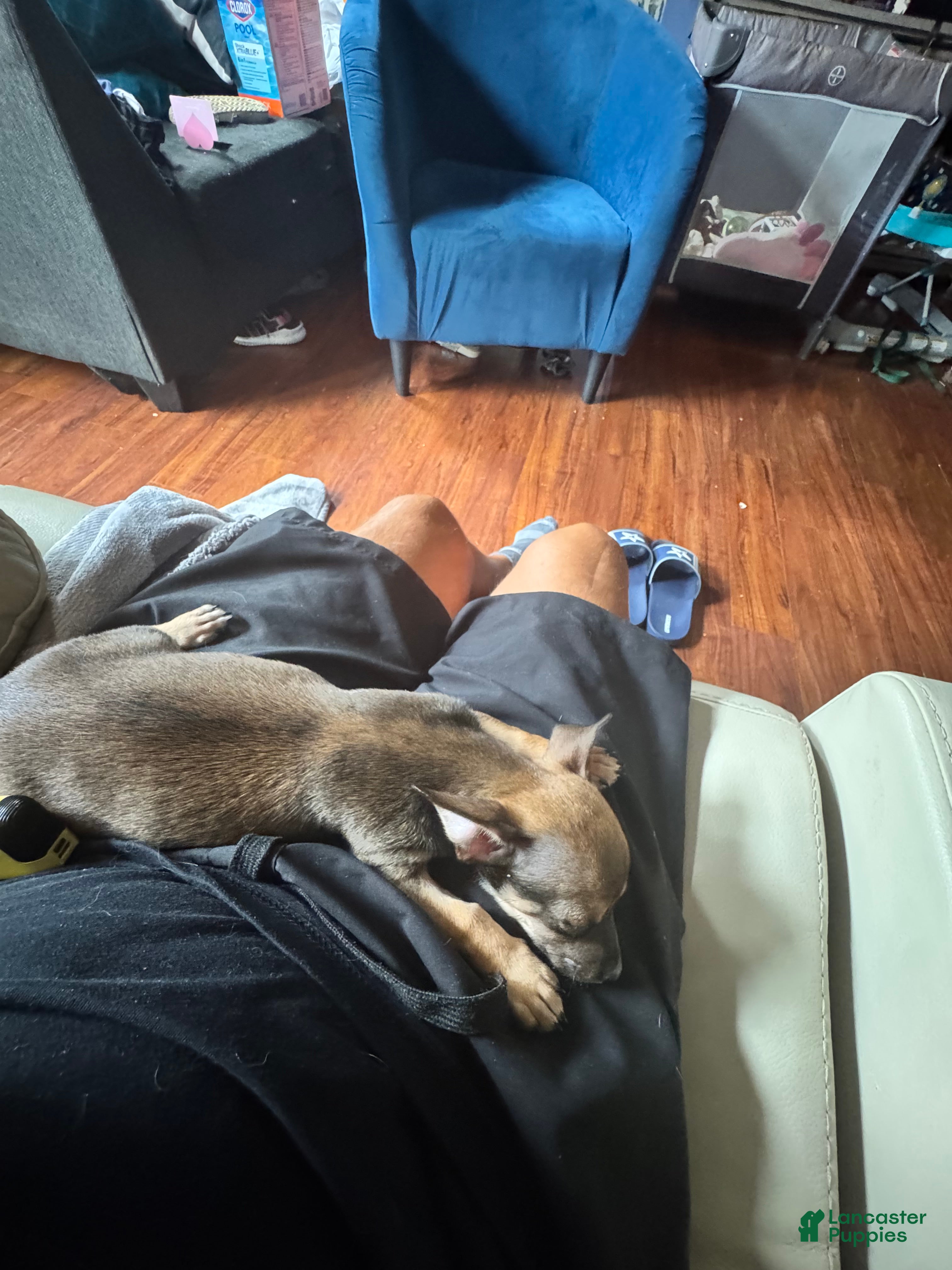 Chihuahua dogs Mini samson - Ad 2