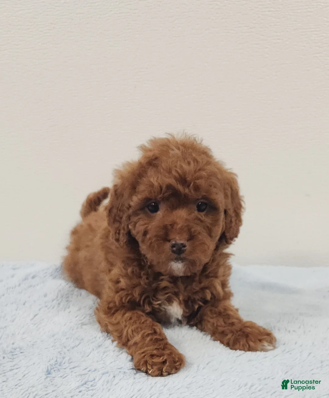 Mini Goldendoodle dogs for sale: Rover - Ad 6
