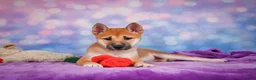 Shiba Inu dogs for sale: Luna - Ad 13