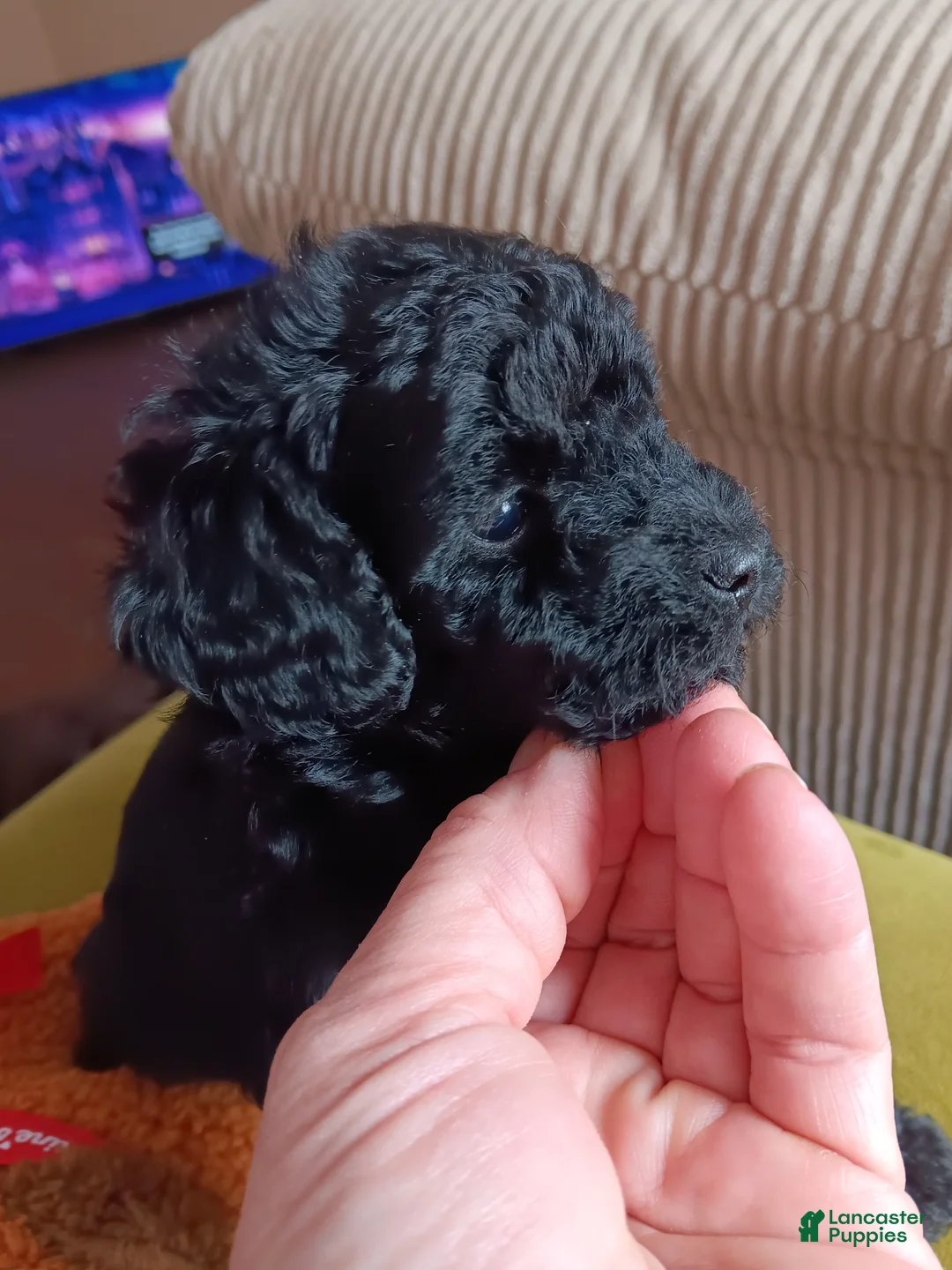 Cavapoo dogs for sale: Cavapoo Puppy 2 - Ad 2