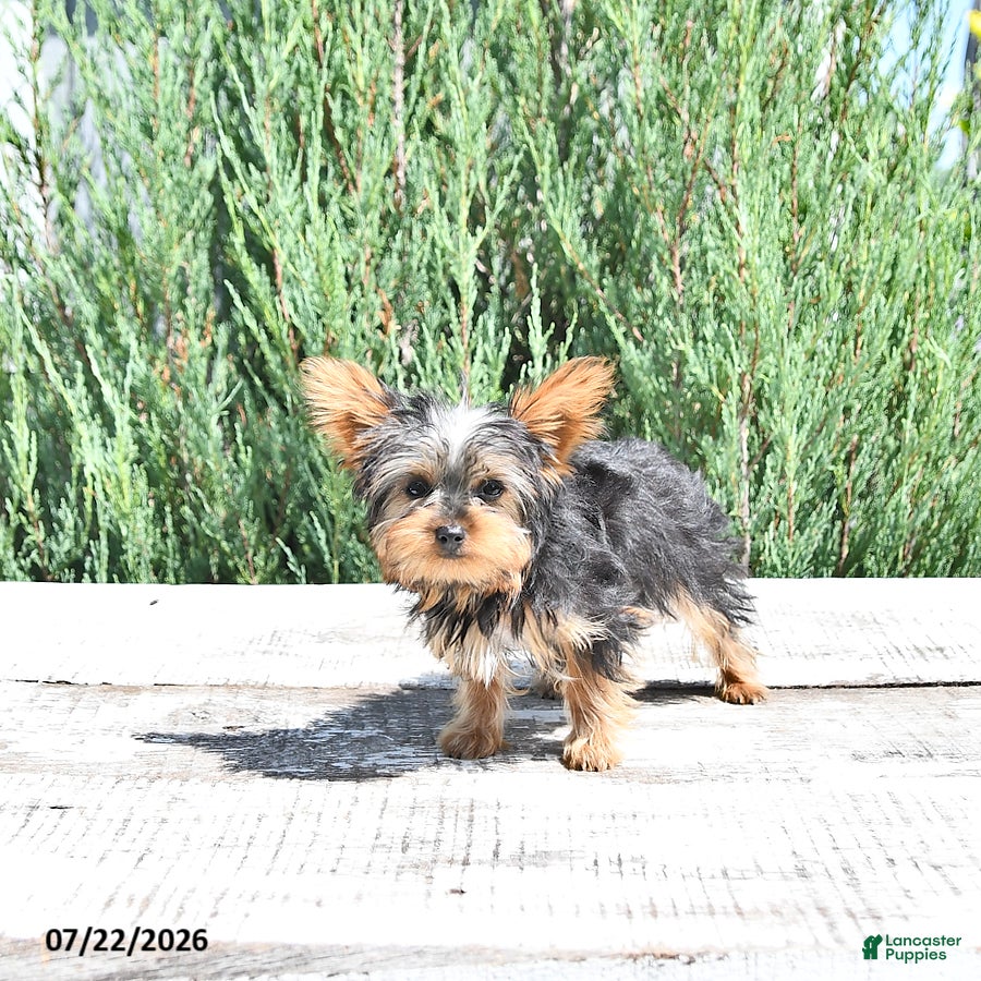 Yorkshire Terrier dogs Brody Extra Small - Ad 2