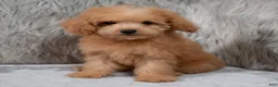 Mini Goldendoodle dogs for sale: Lily ID: 3854 - Ad 13