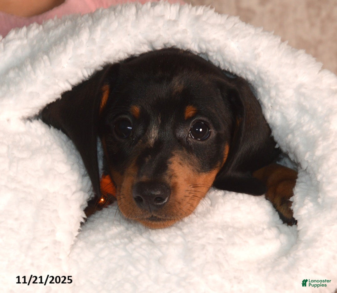 Miniature Dachshund dogs for sale: Nipper - Ad 6
