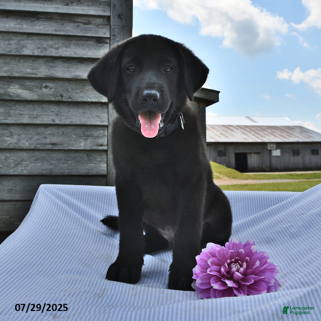 Cairn Terrier Chihuahua Mix Baxter Terrier On Rock: Over 3,830