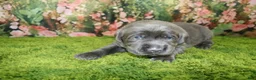 Labrador Retriever dogs for sale: Slate - Ad 2