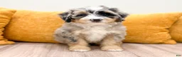 Mini Bernedoodle dogs for sale: Kayla - Ad 1
