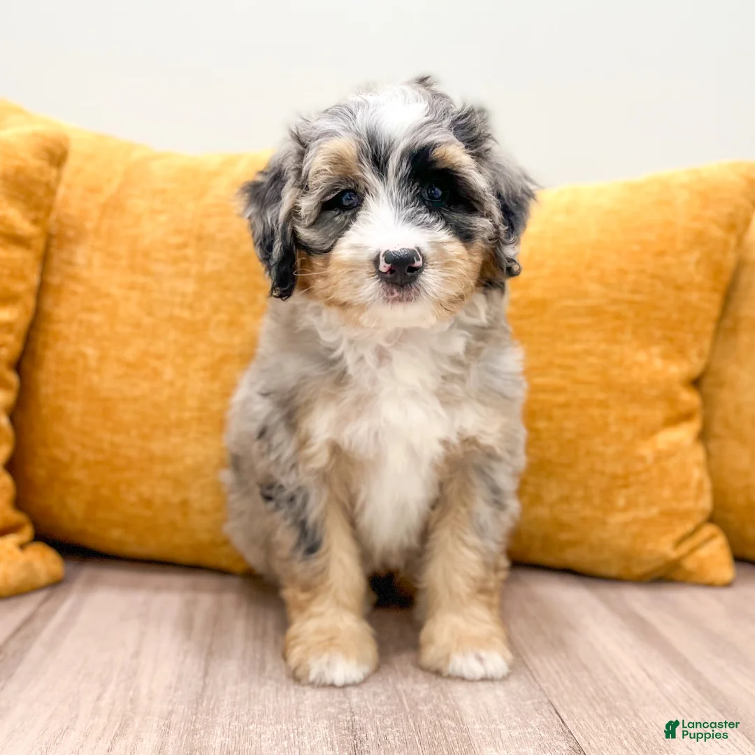 Mini Bernedoodle dogs for sale: Kayla - Ad 1