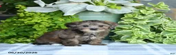 Maltipoo dogs for sale: Petunie  - Ad 4