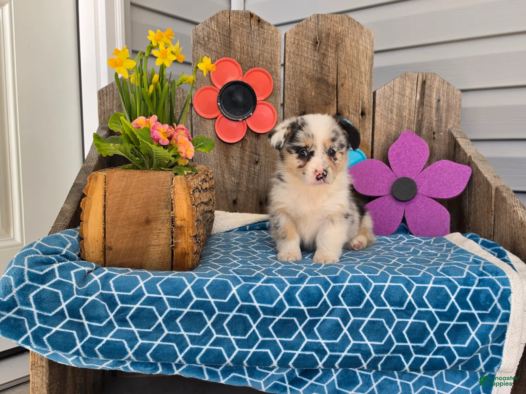 Welsh Corgi Pembroke dogs for sale: Stella - Ad 5