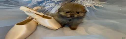 Pomeranian dogs for sale: Biscotti - Ad 19