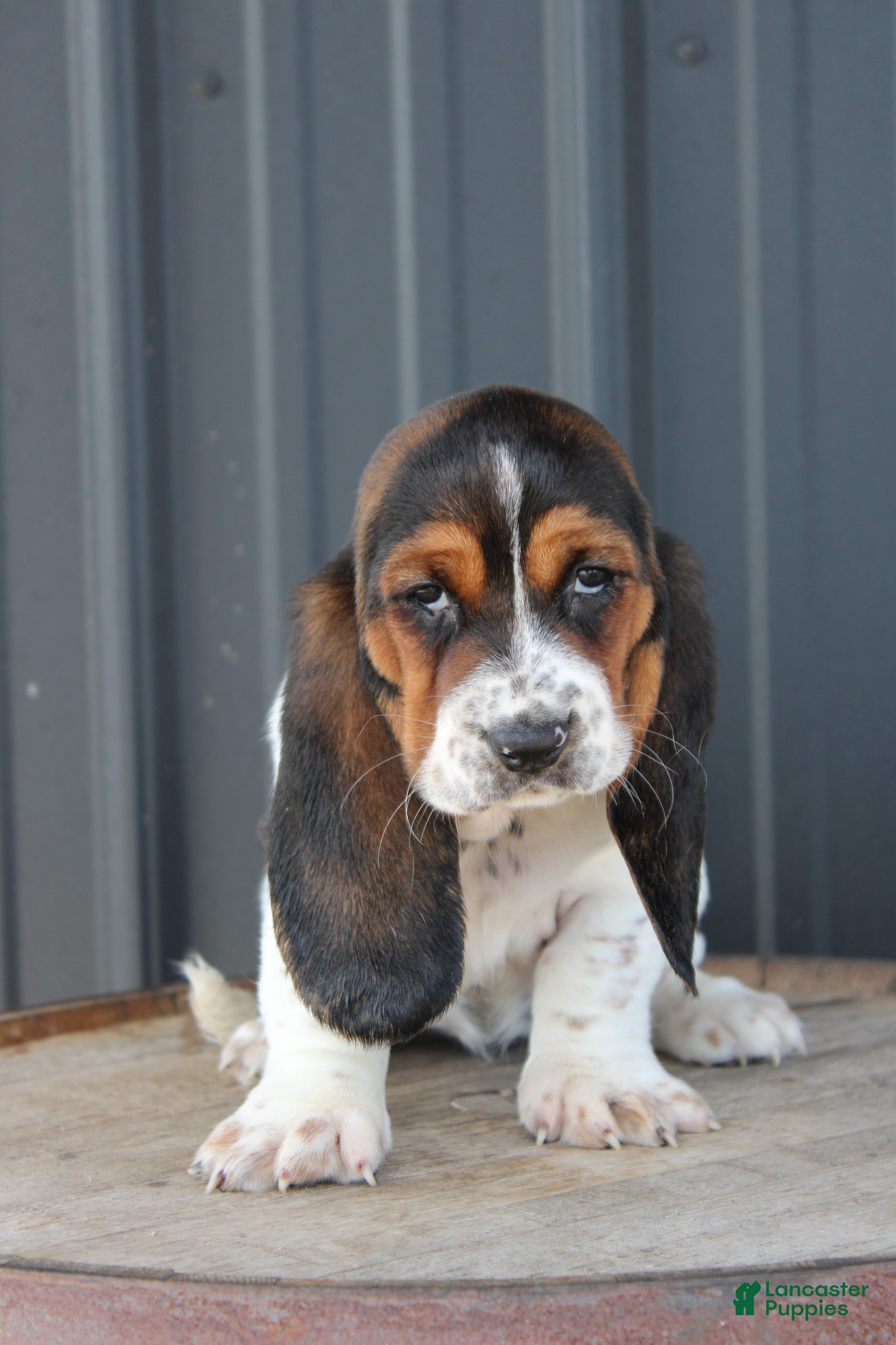 Basset Hound dogs Rosie - Ad 1