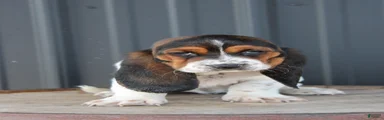 Rosie