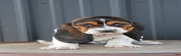 Basset Hound dogs for sale: Rosie - Ad 1