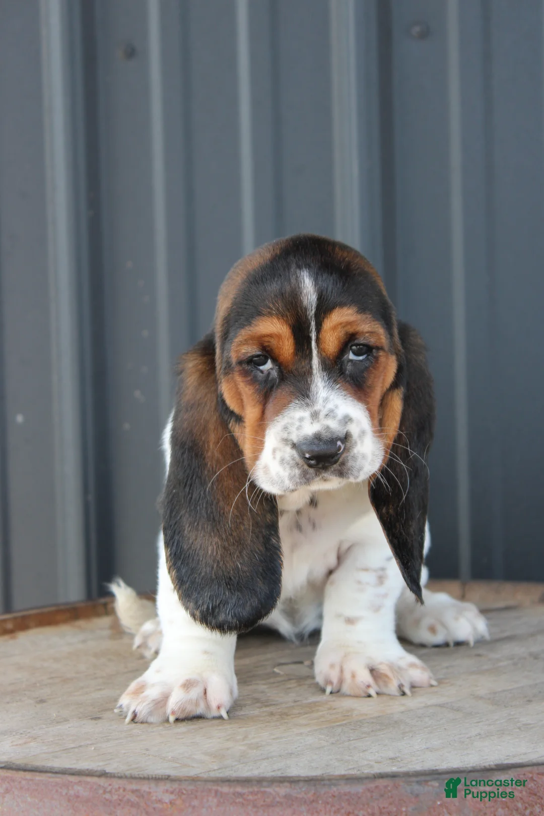 Basset Hound dogs for sale: Rosie - Ad 1