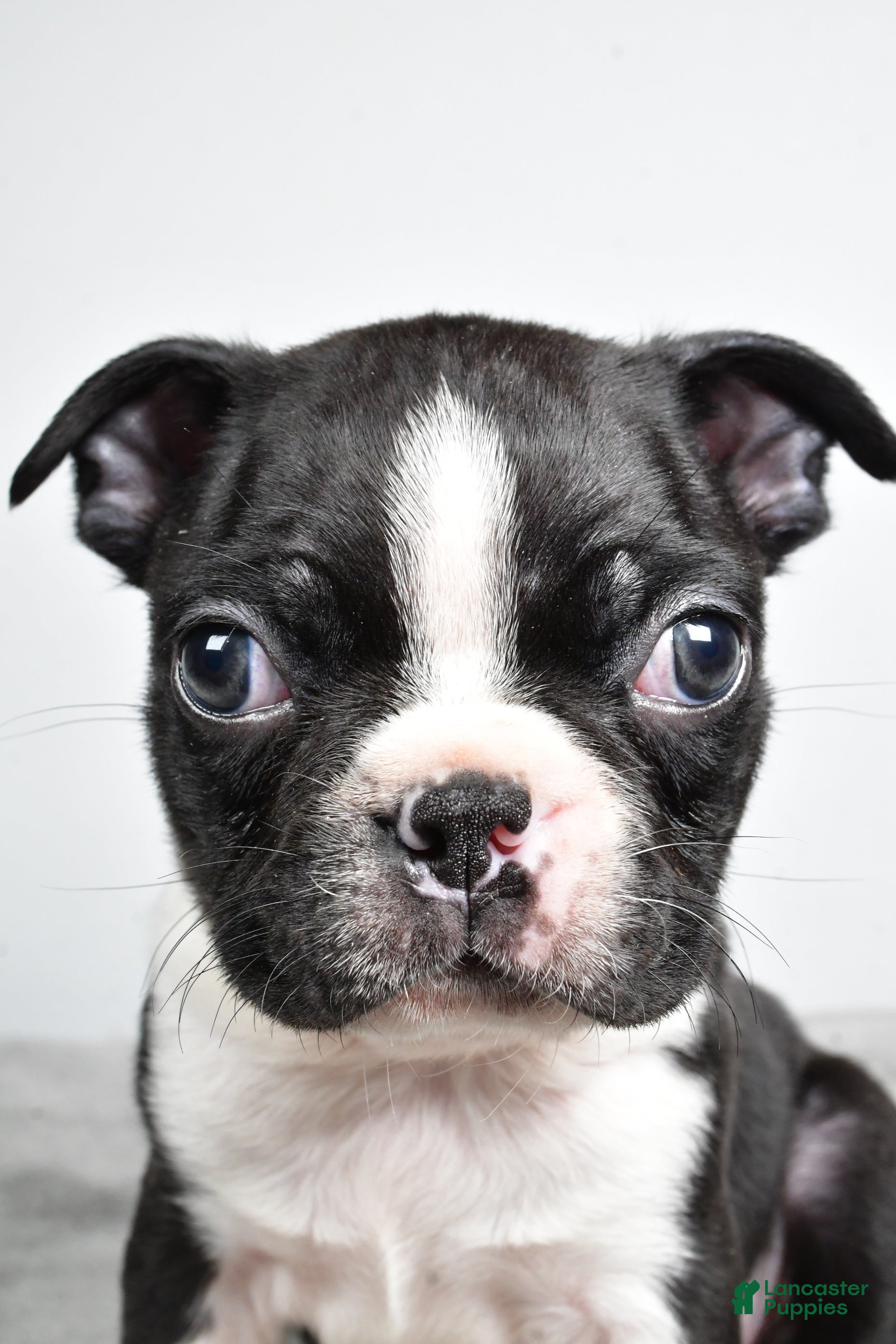 Boston Terrier dogs Jackson - Ad 16
