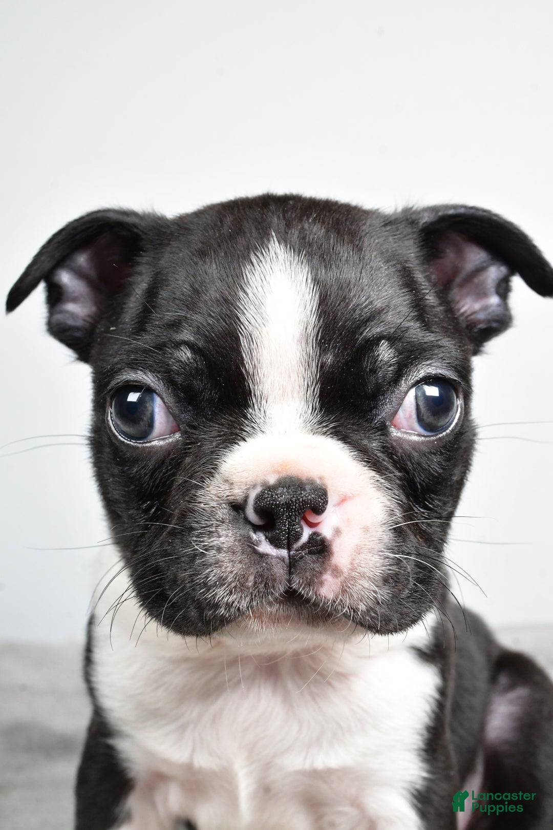 Boston Terrier dogs for sale: Jackson - Ad 1
