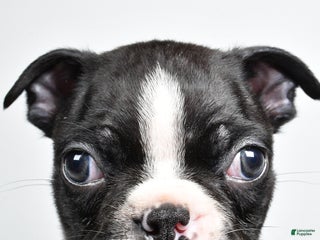 Boston Terrier dogs Jackson - Ad 16