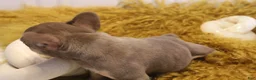 French Bulldog dogs for sale: DEVIL WEARS PRADA - Ad 4