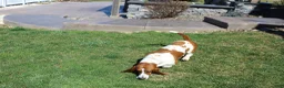 Basset Hound dogs for sale: Molly - Ad 4