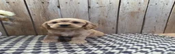 Cocker Spaniel dogs for sale: Cash - Ad 8