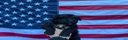 Portuguese Water Dog dogs for sale: Ollie - Ad 7