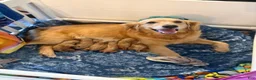 Golden Retriever dogs for sale: Orange  - Ad 5