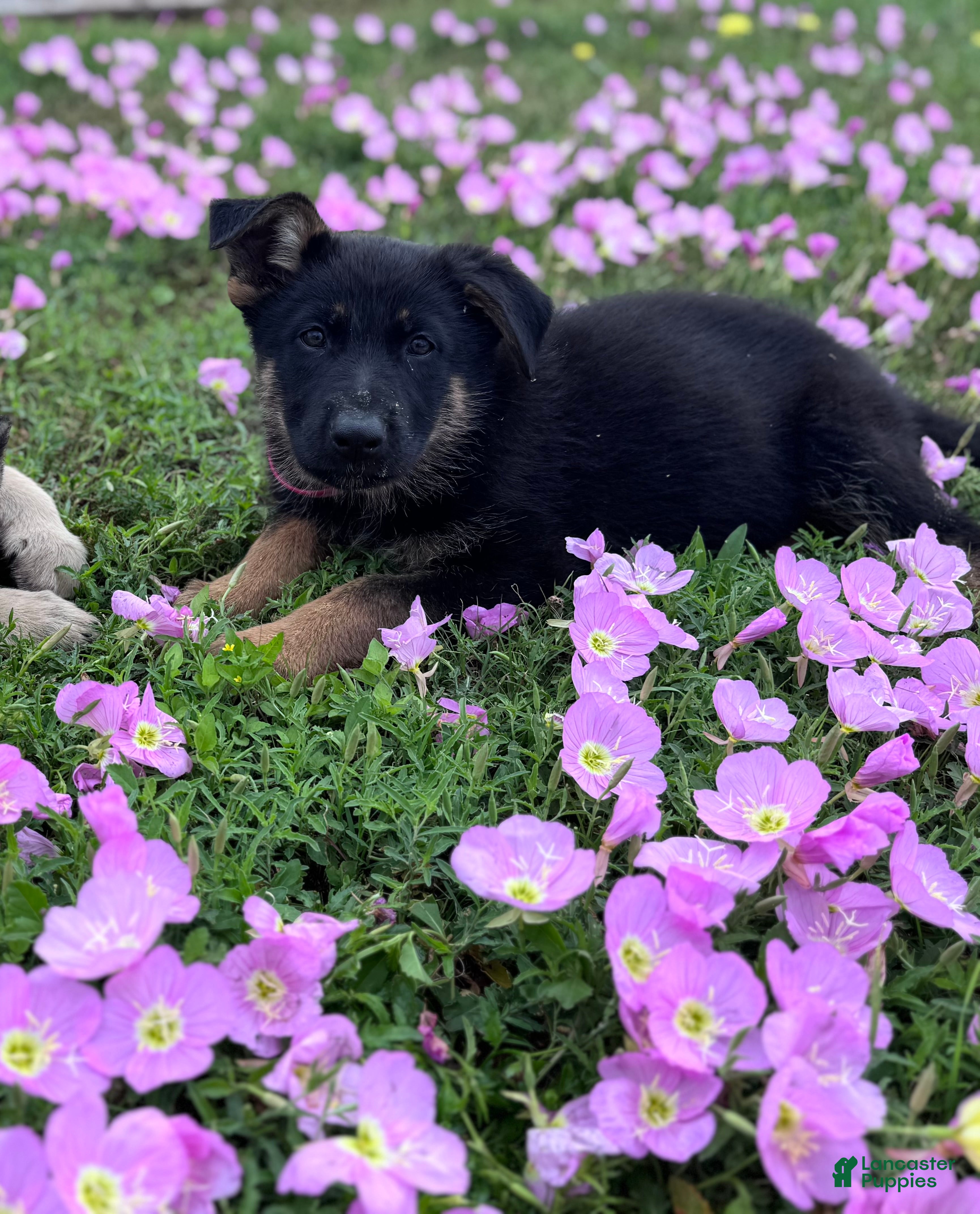 German Shepherd dogs  Puppy 6 - Ad 1