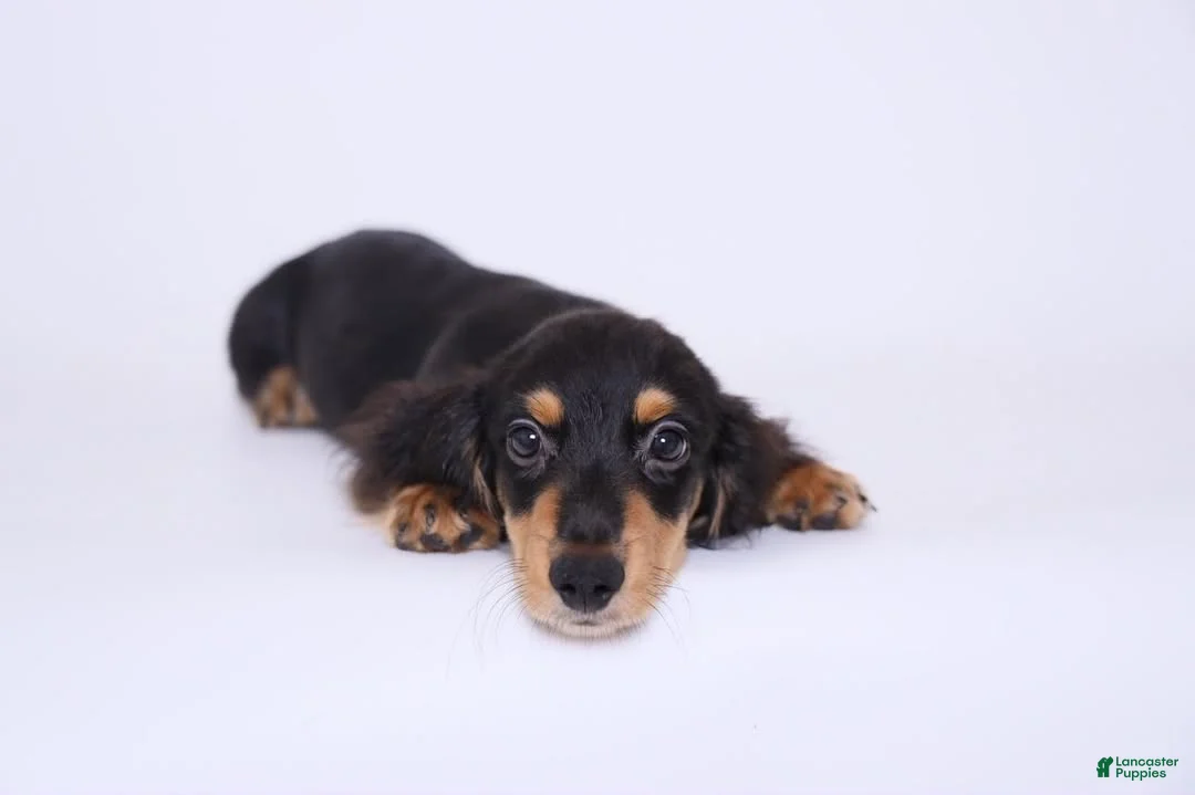 Miniature Dachshund dogs for sale: Zeuz - Ad 2