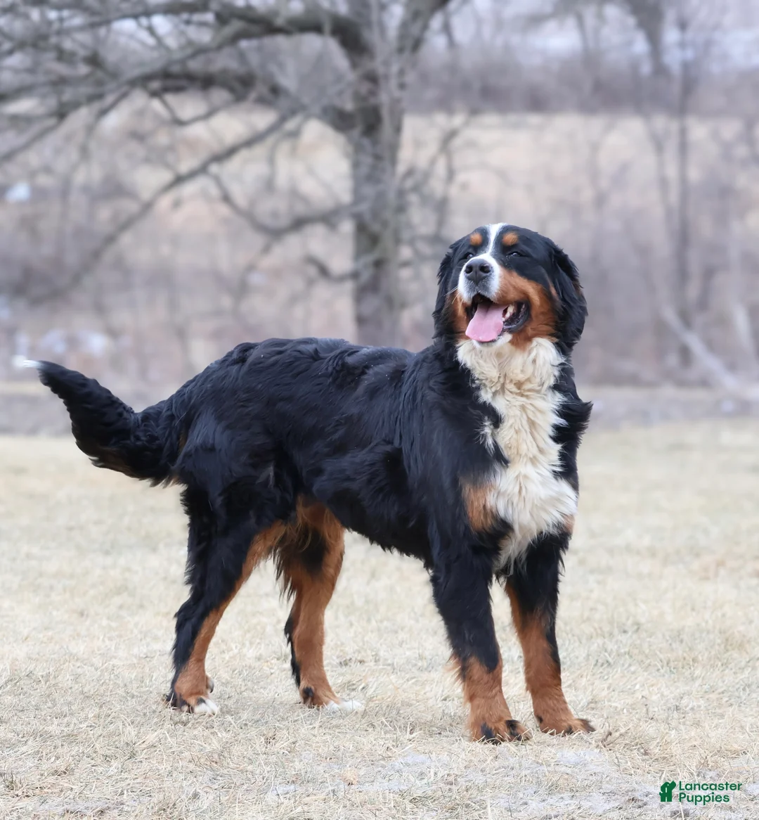 Mini Bernedoodle dogs for sale: Ellie - Ad 11