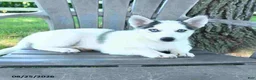 Pomsky dogs for sale: Asher - Ad 4