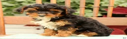 Morkie dogs for sale: Darcy - Ad 5
