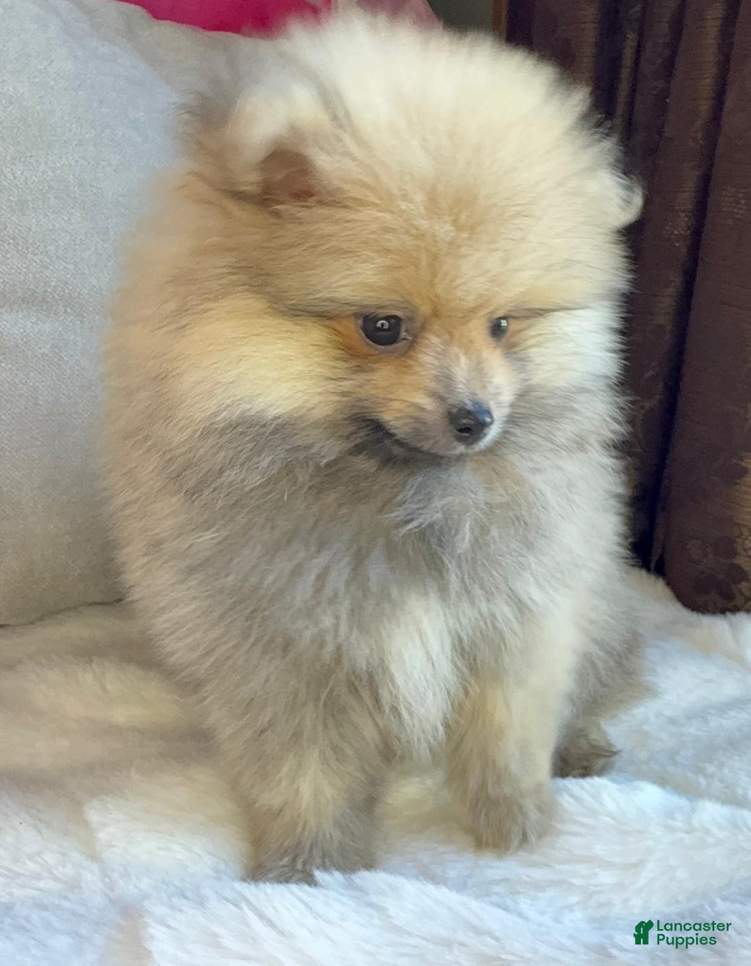 Pomeranian dogs for sale: Pomeranian Puppy George  - Ad 11